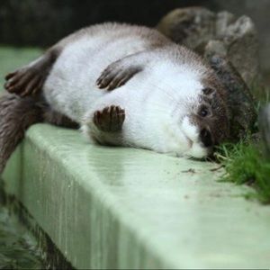 Meet your Posher, Heidi